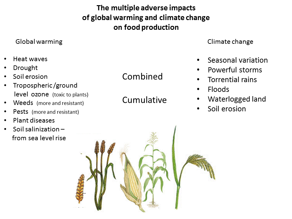 The adverse impact of Climate change on food security ...